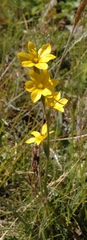 Sisyrinchium patagonicum