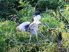 Nycticorax nycticorax image