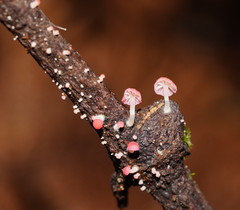 Mycena roseoflava