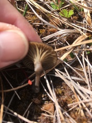 Arrhenia sphagnicola