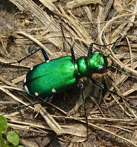 Six-spotted tiger beetle