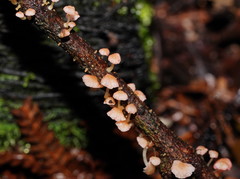 Mycena roseoflava