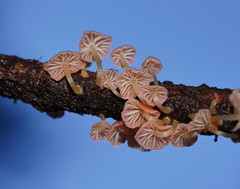 Mycena roseoflava