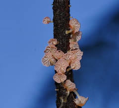 Mycena roseoflava