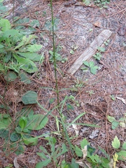 Silene subciliata