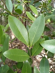 Xylocarpus granatum