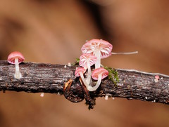 Mycena roseoflava