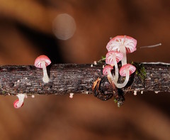 Mycena roseoflava