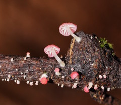 Mycena roseoflava