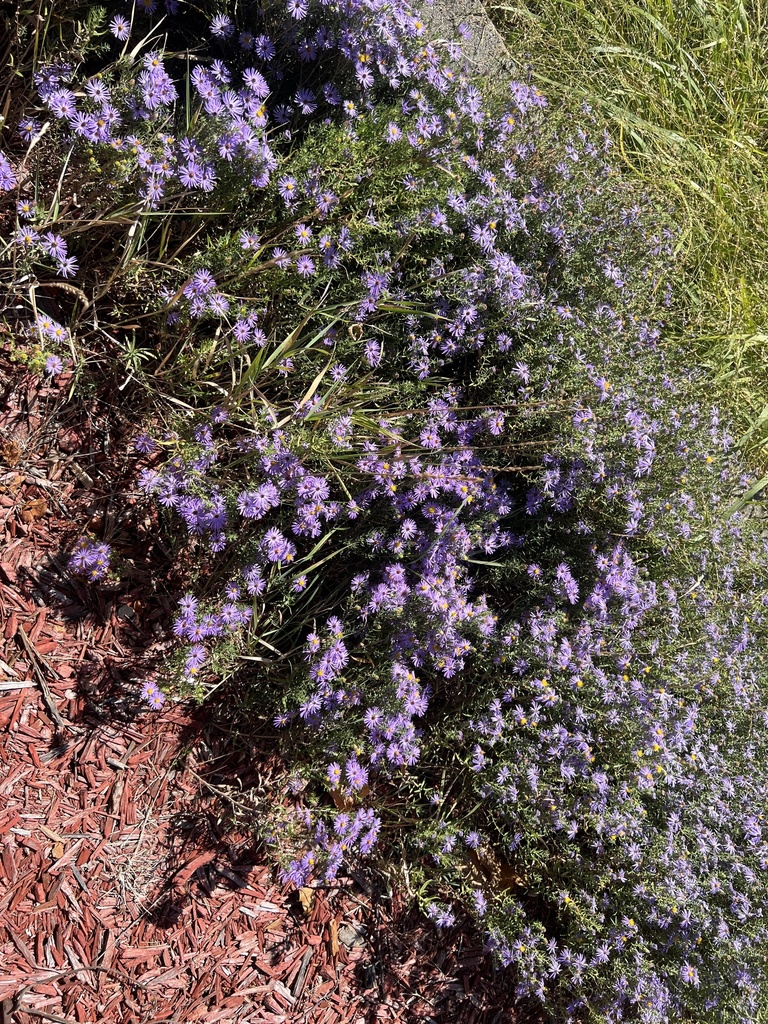 aromatic-aster-from-des-moines-area-community-college-carroll-ia-us