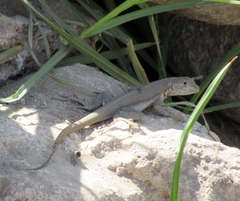 Microlophus peruvianus