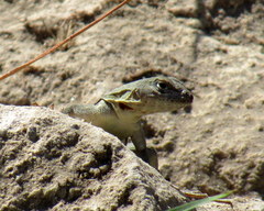 Microlophus peruvianus