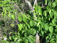 Celastrus scandens