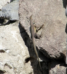 Microlophus peruvianus