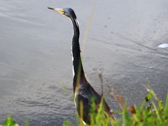 Egretta tricolor image