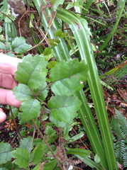 Rubus australis