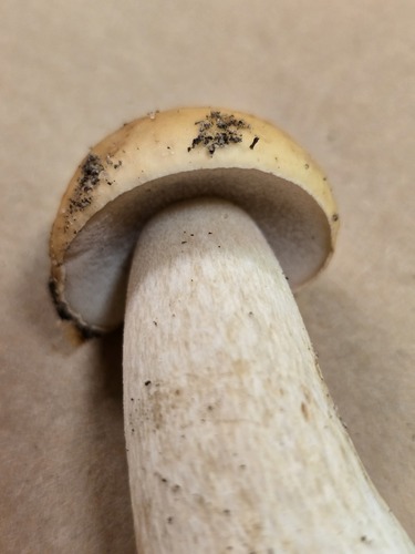 Boletus edulis (Photo 2 of 3)