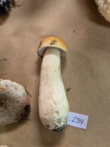 Boletus edulis