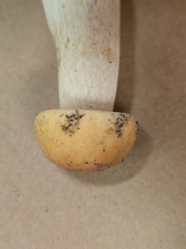 Boletus edulis (Photo 3 of 3)
