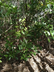 Xylocarpus granatum