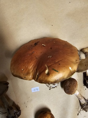 Boletus edulis (Photo 2 of 3)