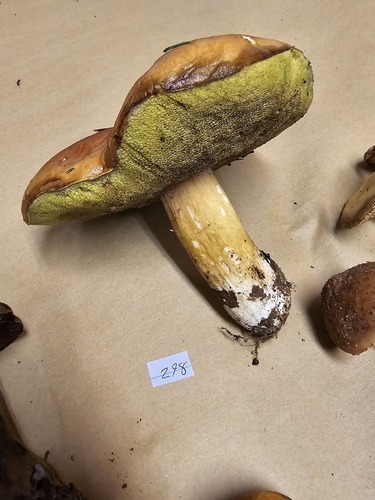 Boletus edulis