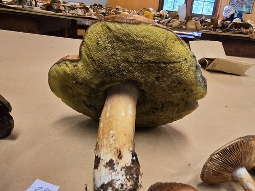Boletus edulis (Photo 3 of 3)