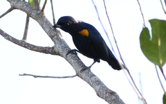 Euphonia cayennensis