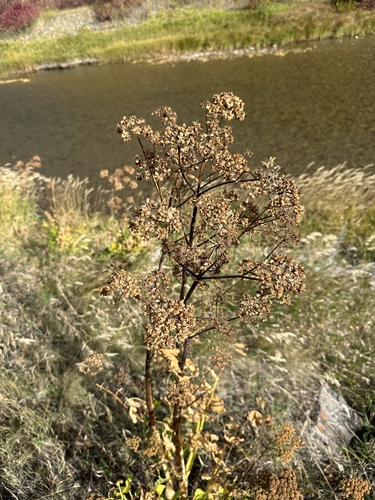 Image of Levisticum officinale by no rights reserved