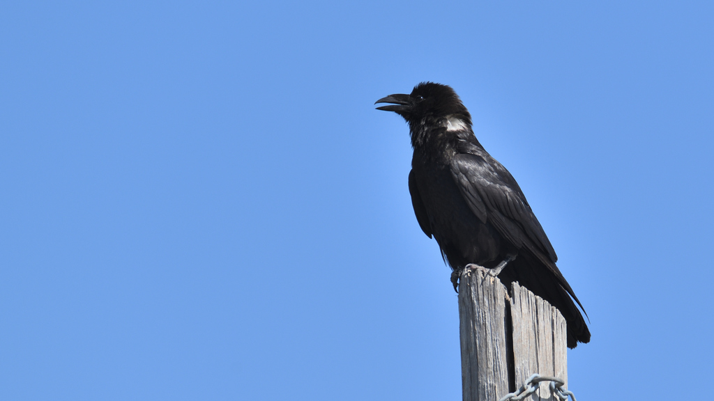 Chihuahuan Raven