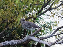Nycticorax nycticorax image