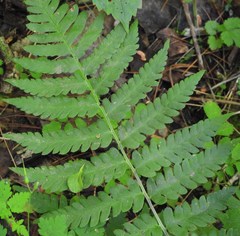 Dryopteris clintoniana
