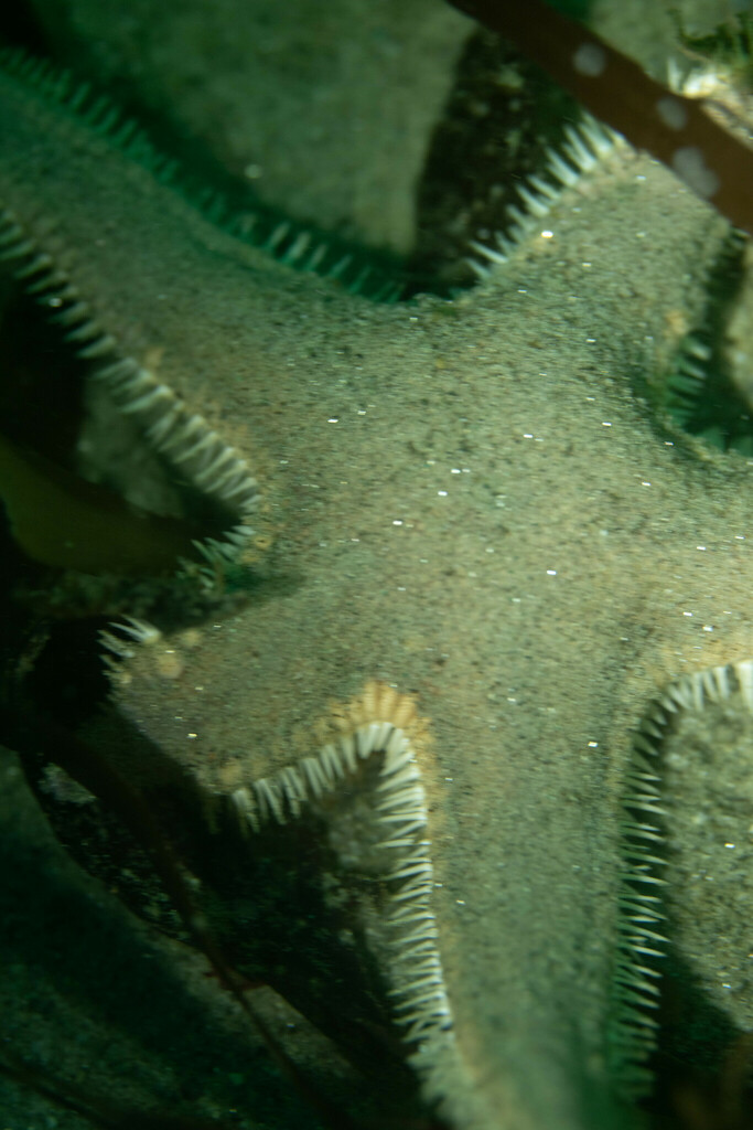 California Sand Star