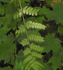 Dryopteris clintoniana