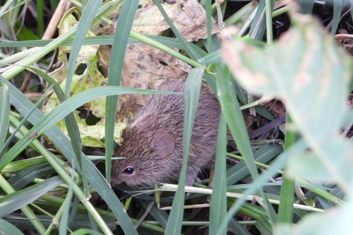 Jaliscan Cotton Rat