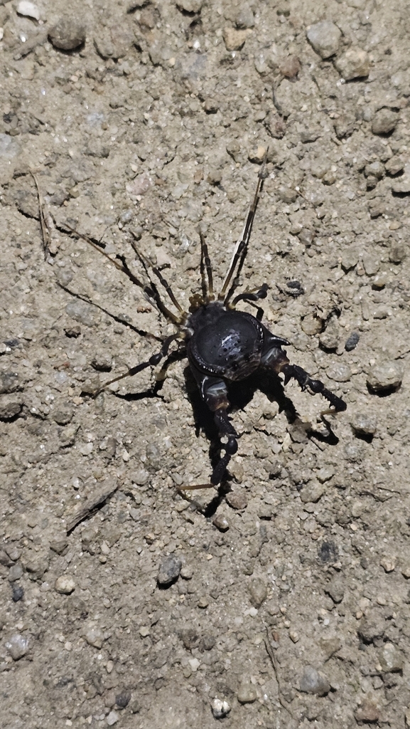 Pachylus quinamavidensis