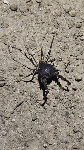 Pachylus quinamavidensis