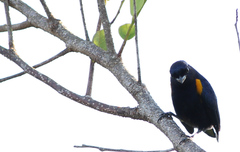 Euphonia cayennensis