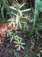 Quintinia serrata