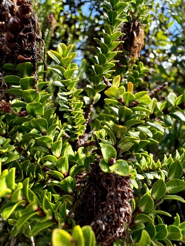 Image of Melaleuca transversa by (c) pimelea, some rights reserved (CC BY)