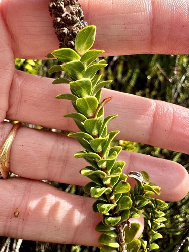 Image of Melaleuca transversa by (c) pimelea, some rights reserved (CC BY)