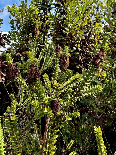 Image of Melaleuca transversa by (c) pimelea, some rights reserved (CC BY)