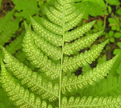 Dryopteris clintoniana