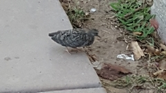 Columbidae