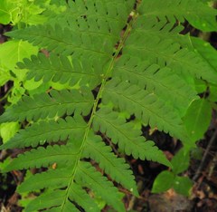 Dryopteris clintoniana