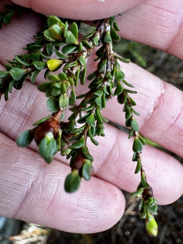 Image of Kunzea recurva by (c) pimelea, some rights reserved (CC BY)