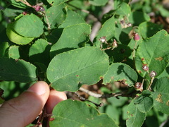 Amelanchier sanguinea