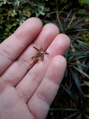 Celmisia major brevis