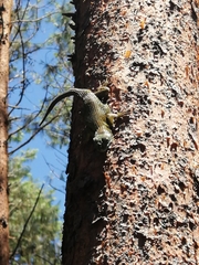 Sceloporus formosus