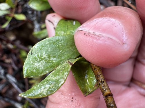 Image of Adenanthos obovatus by (c) pimelea, some rights reserved (CC BY)